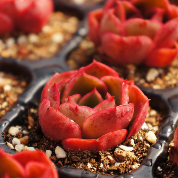 Echeveria Relena