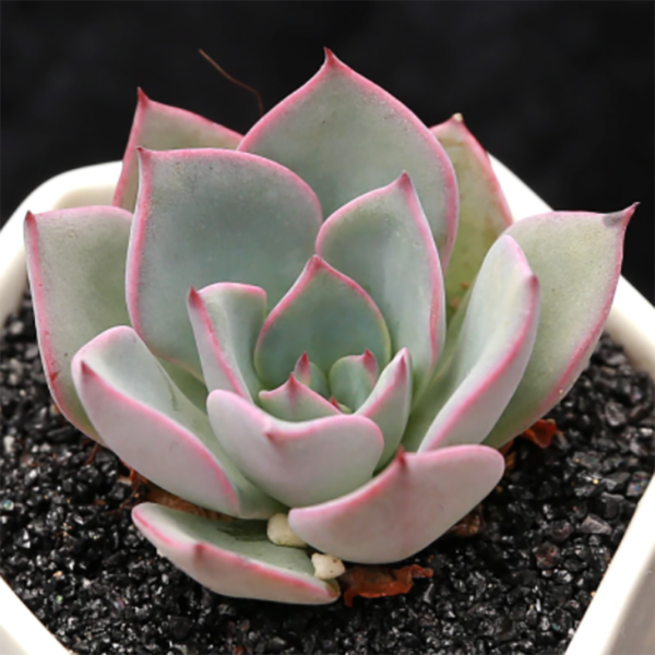Echeveria Riga