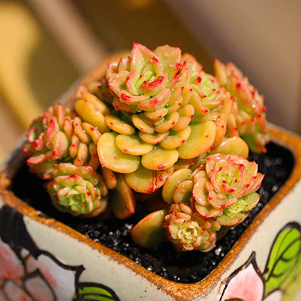 Echeveria Rolly