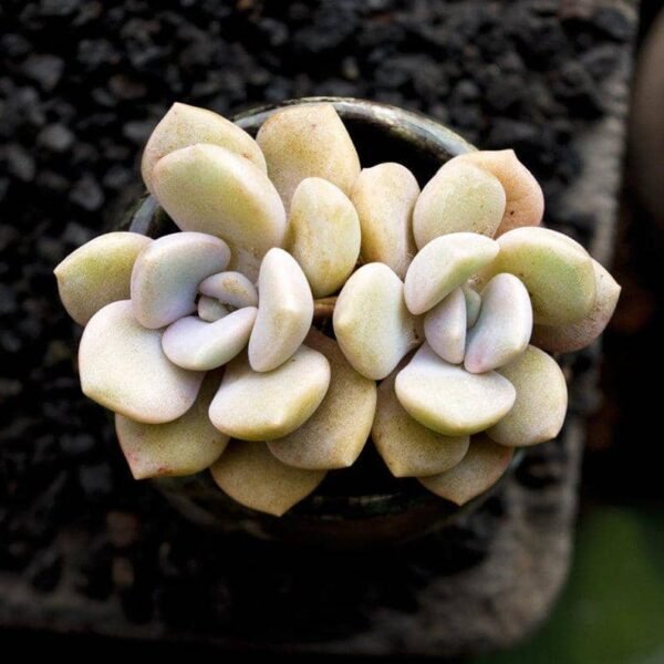 Echeveria Roma