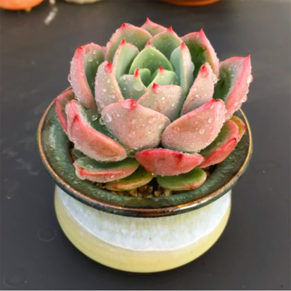 Echeveria Salmon