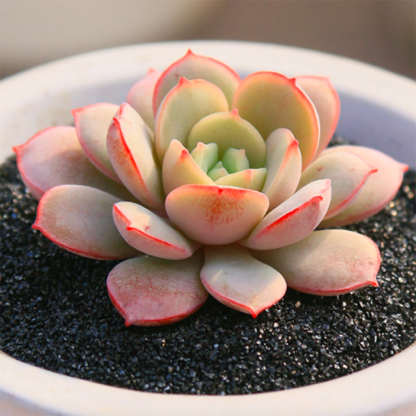 Echeveria Sbucorymbosa Lau