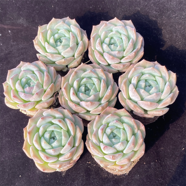 Echeveria Sea Dream - Image 2