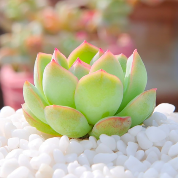 Echeveria Sicily