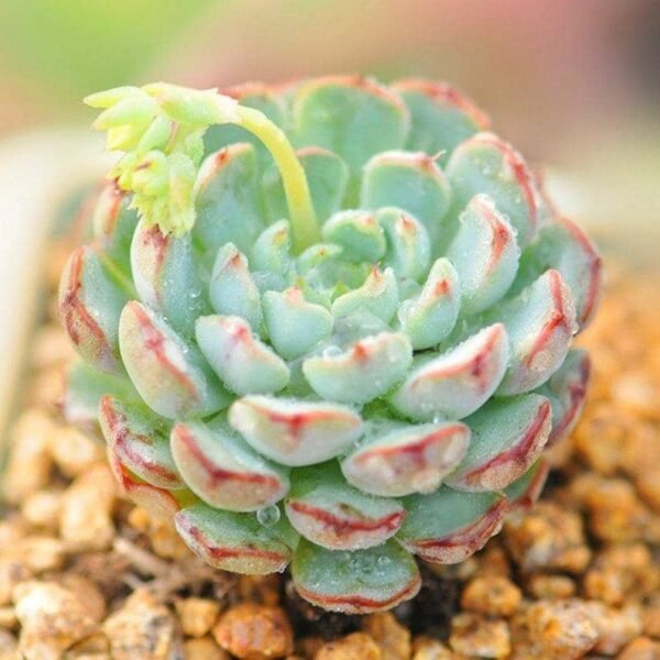 Echeveria Sierra