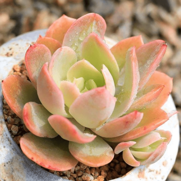 Echeveria Silk Veil