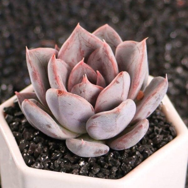 Echeveria Silver Queen