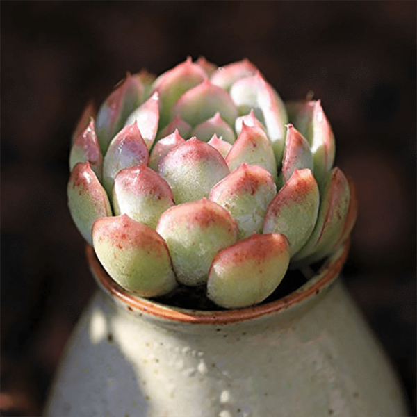 Echeveria Strawberry ice