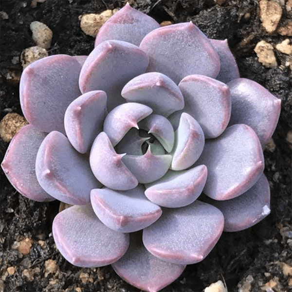 Echeveria Summer Dream