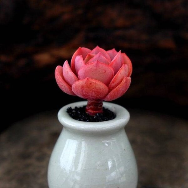 Echeveria Sunyan