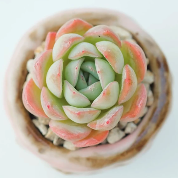 Echeveria Suryeon