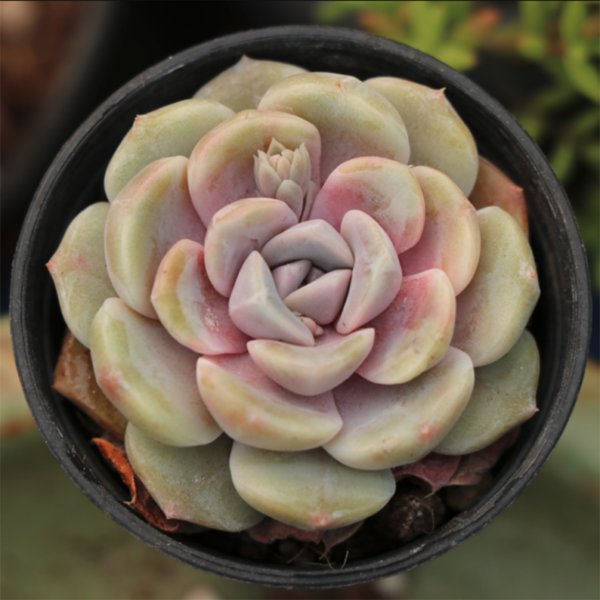Echeveria Taini Burger
