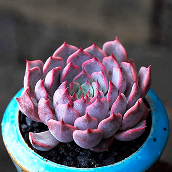 Echeveria Texensis Rosea