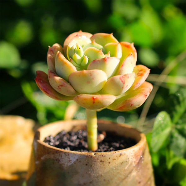 Echeveria Tramuntana