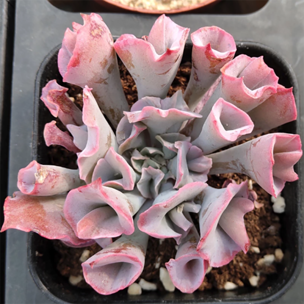 Echeveria Trumpet Pinky