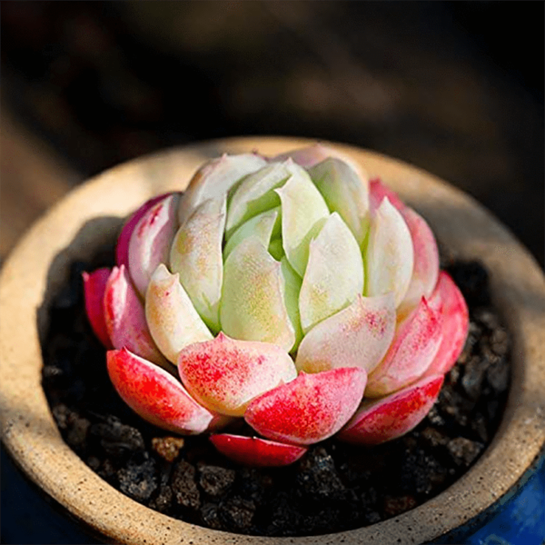Echeveria Twin Berry