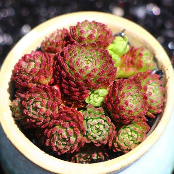 Echeveria Vincent Catto Hybrid