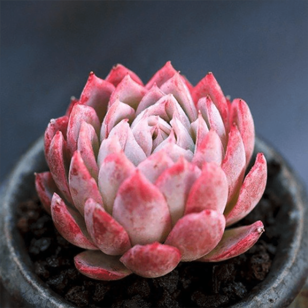 Echeveria Violet Queen