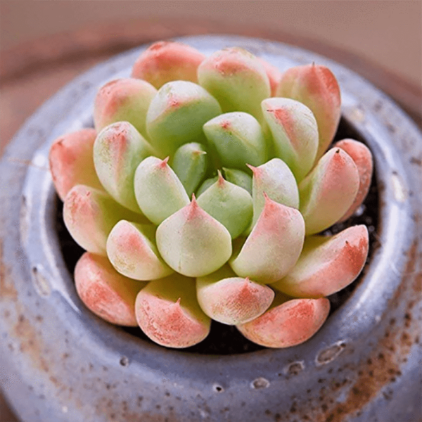 Echeveria White Line