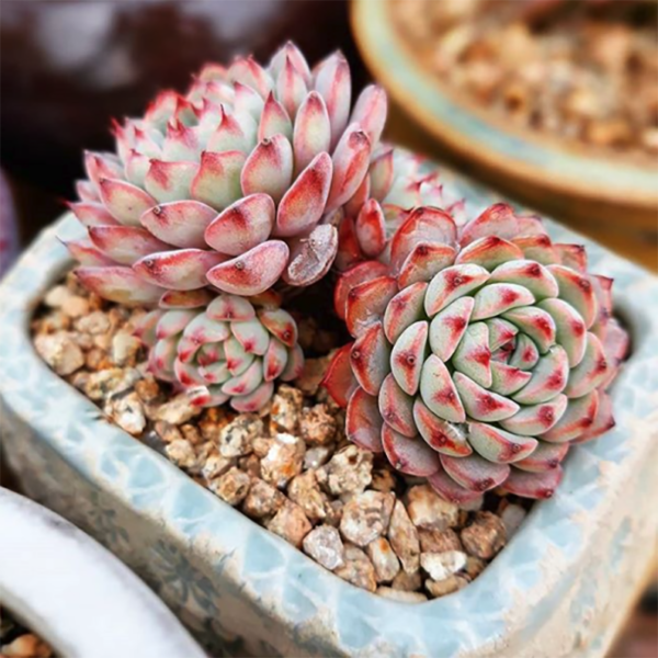 Echeveria White Minima