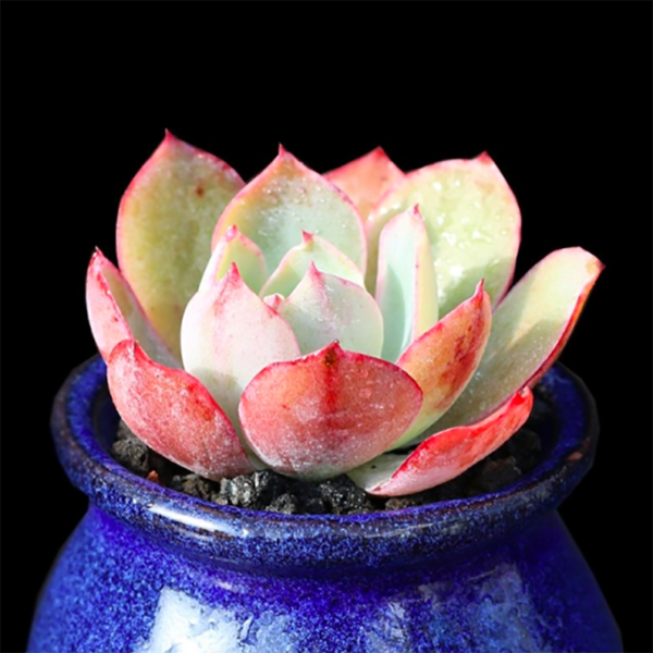 Echeveria White Rose