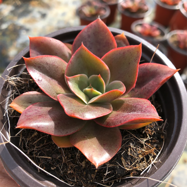 Echeveria Yamato-No-Mai