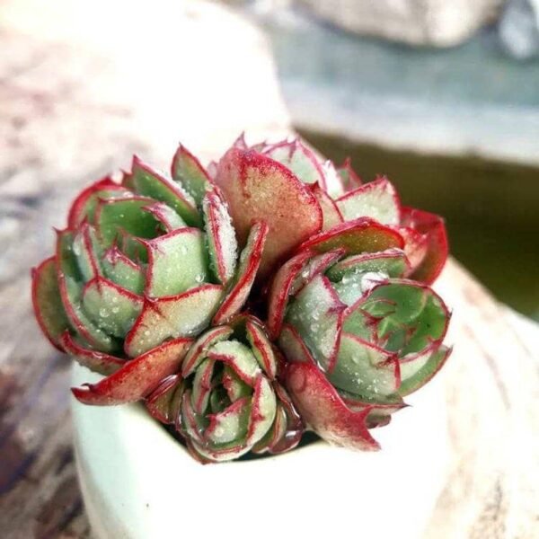 Echeveria Yangjin