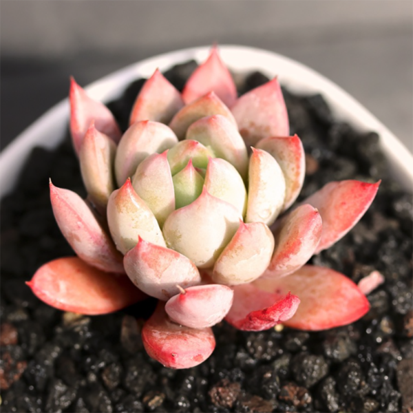 Echeveria Yeomiwol
