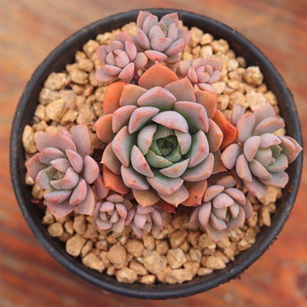 Echeveria Zika