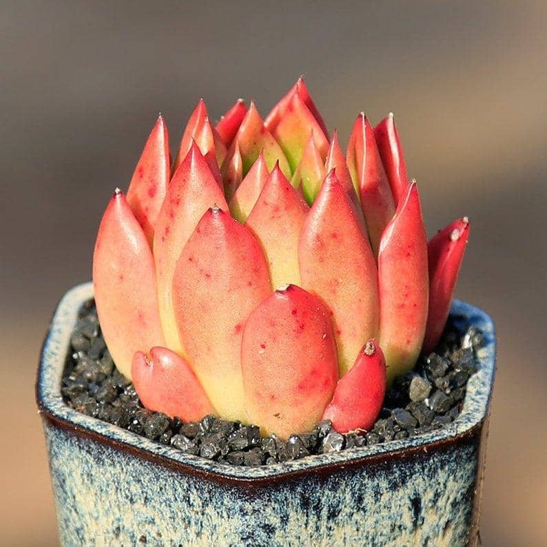 Echeveria agavoides Red Wax