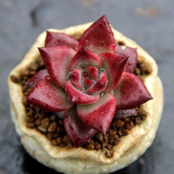 Echeveria Agavoides v Romeo Rubin