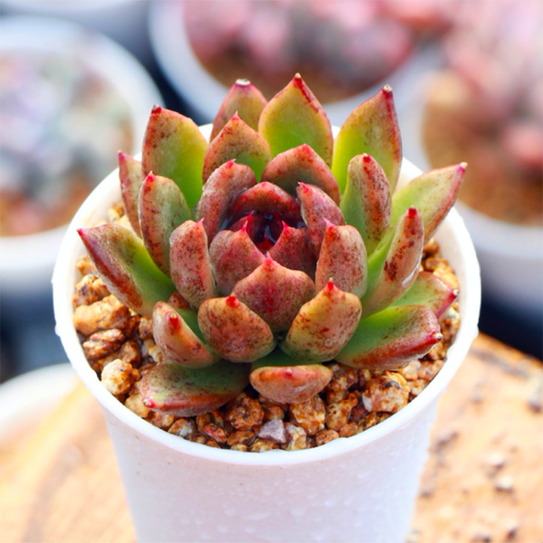 Echeveria Black Rose