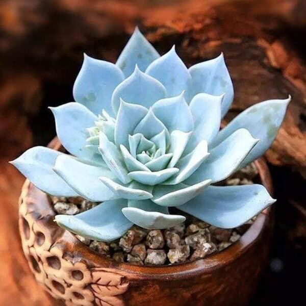 Echeveria Blue Bird