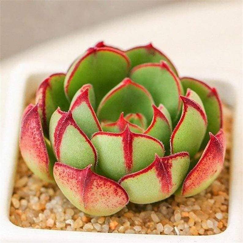 Echeveria cv. Joan Daniel