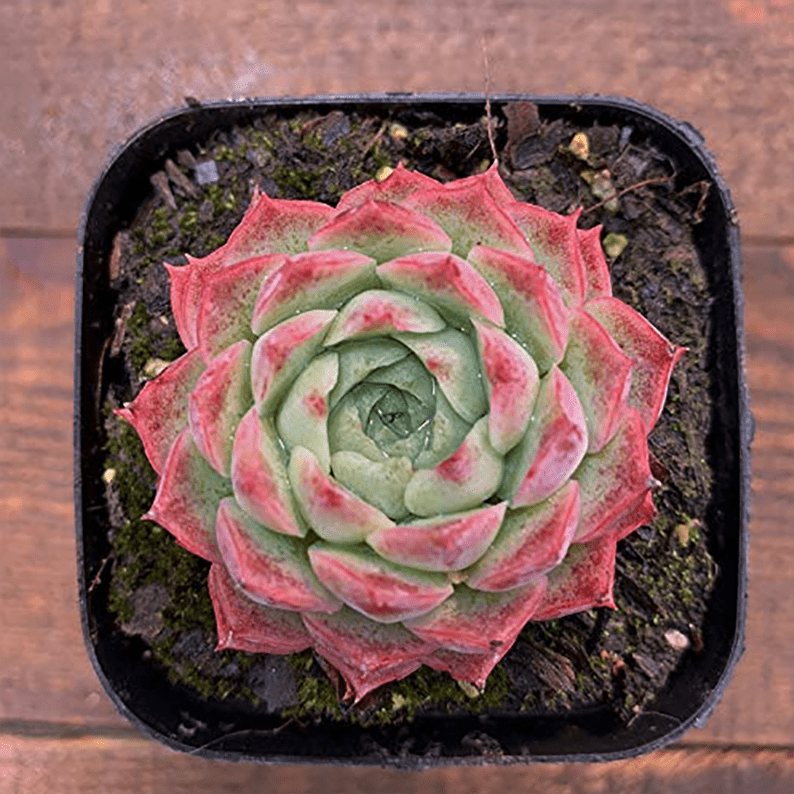 Echeveria Elegans Red Hybrid