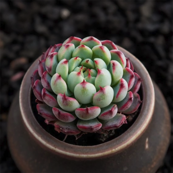 Echeveria Minima Red Edge