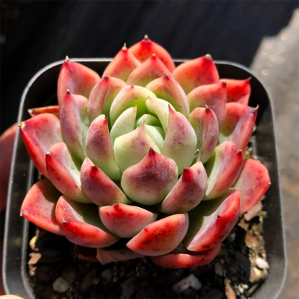 Echeveria Nanacan