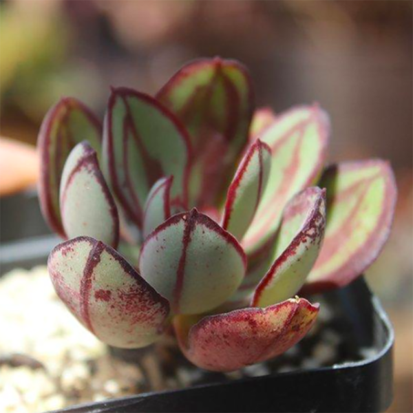 Echeveria Nodulosa MARUBA