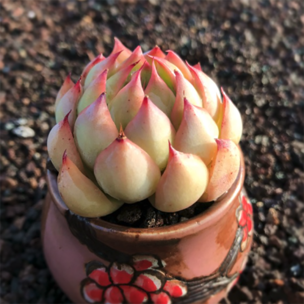 Echeveria Peach Blossom Fairy