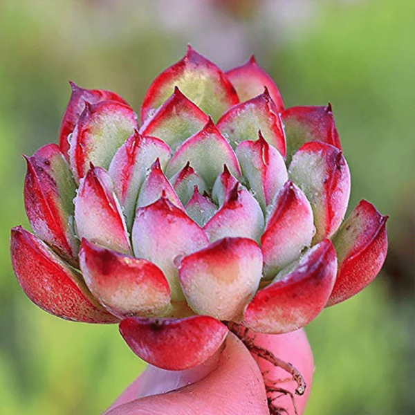 ECHEVERIA PULIDONIS LOTUS