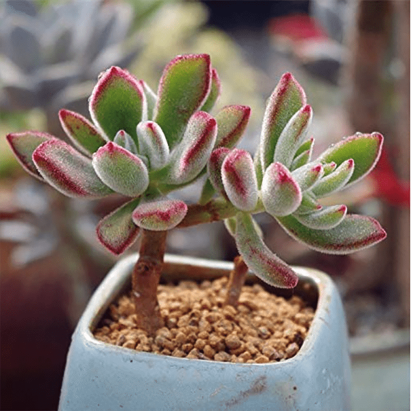 Echeveria pulvinata