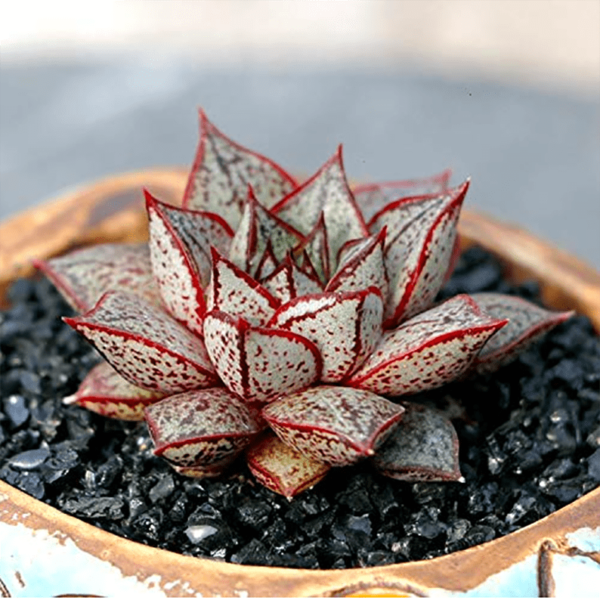 Echeveria Purpusorum White Form