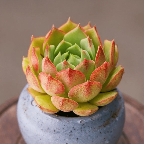 Echeveria ramillette