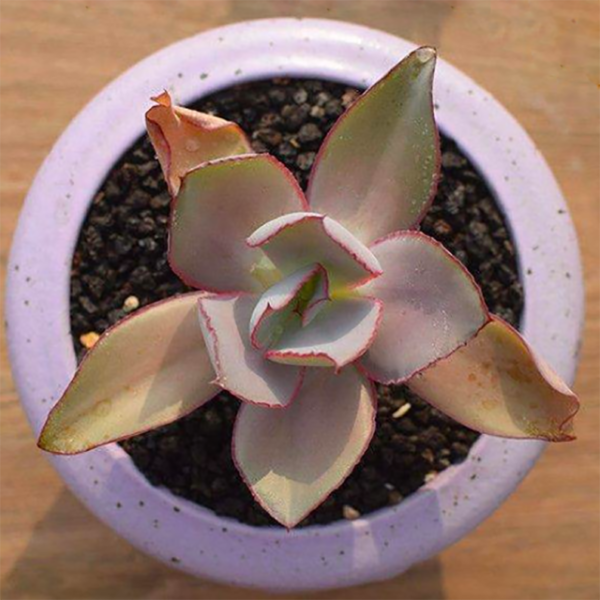 Echeveria Rubromarginata