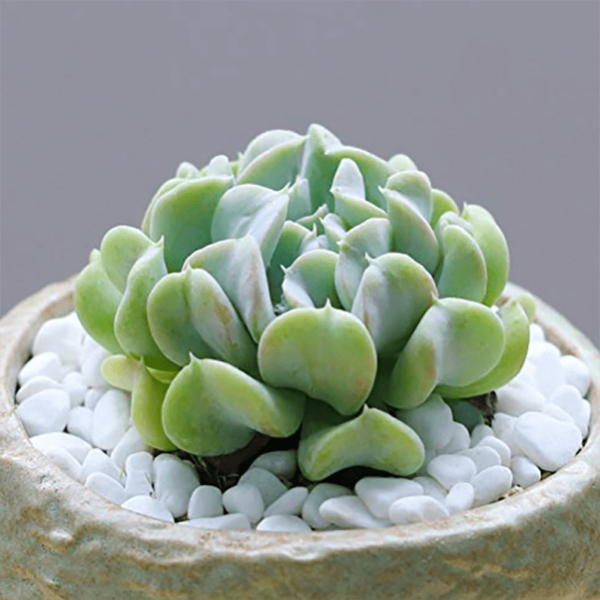 Echeveria runyonii Topsy Turvy