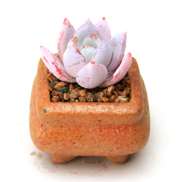 Echeveria Sang