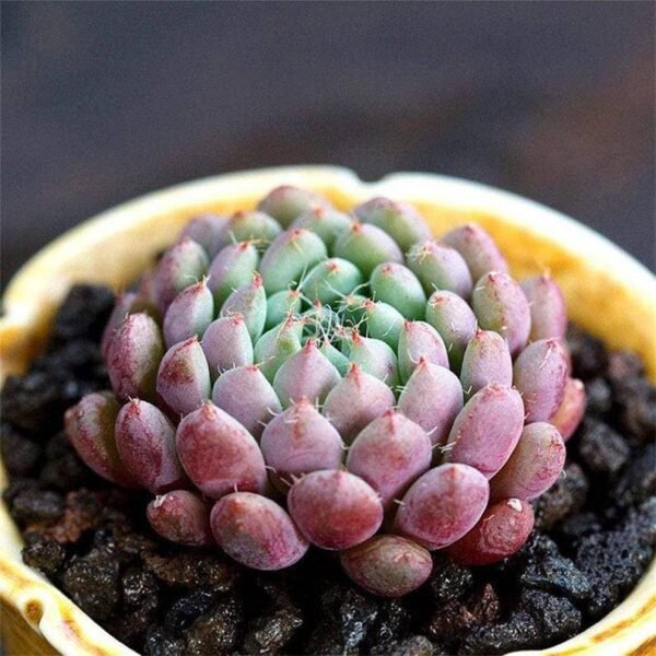 Echeveria setosa v.deminuta
