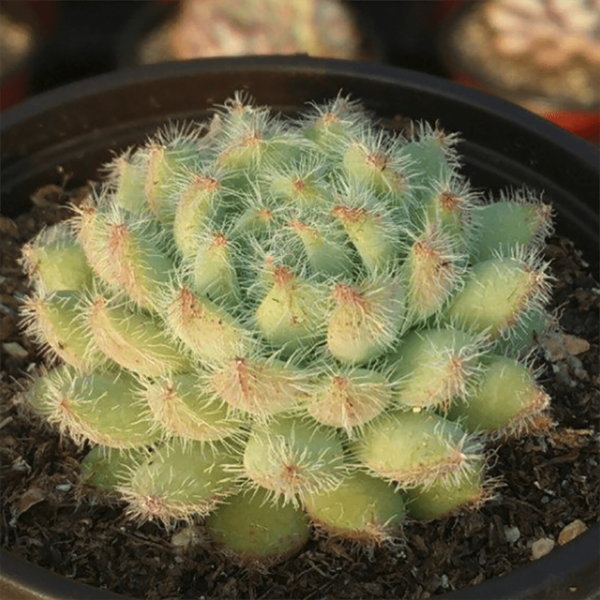 Echeveria setosa var. minor