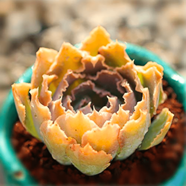 Echeveria shaviana Pink Frills