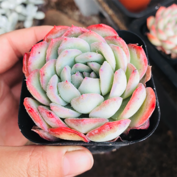 Echeveria Silhouette